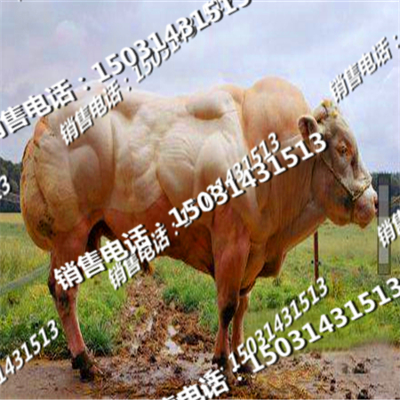 ɶţ