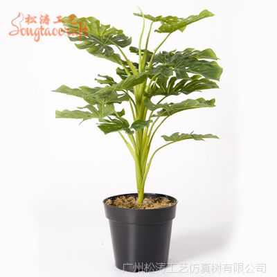 ιշ ѿ 辰50cm ڷֲﳧ