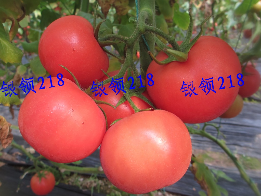 218ô췬ҵ´