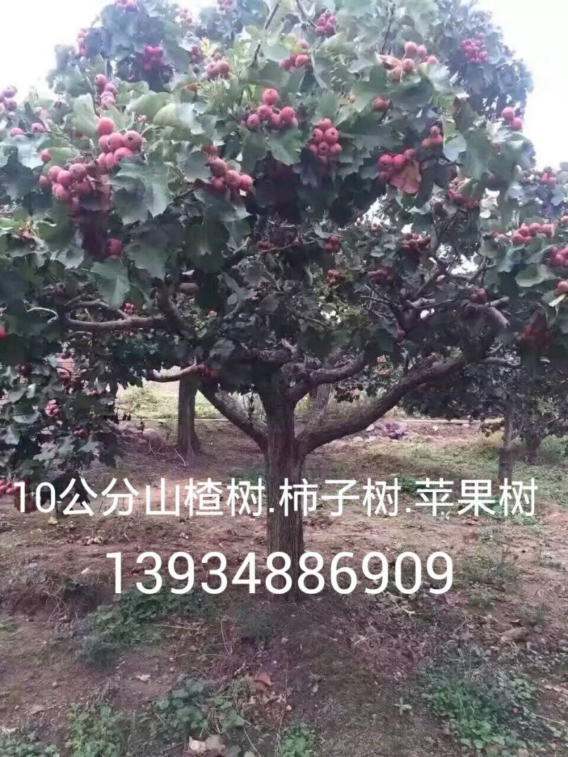 8ɽ=8ɽ۸