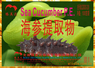 ȡSea Cucumber P.E.