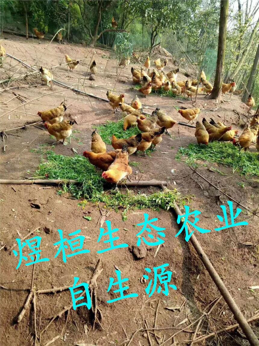 ȫ깩Ӧ磬ţƷʱ֤