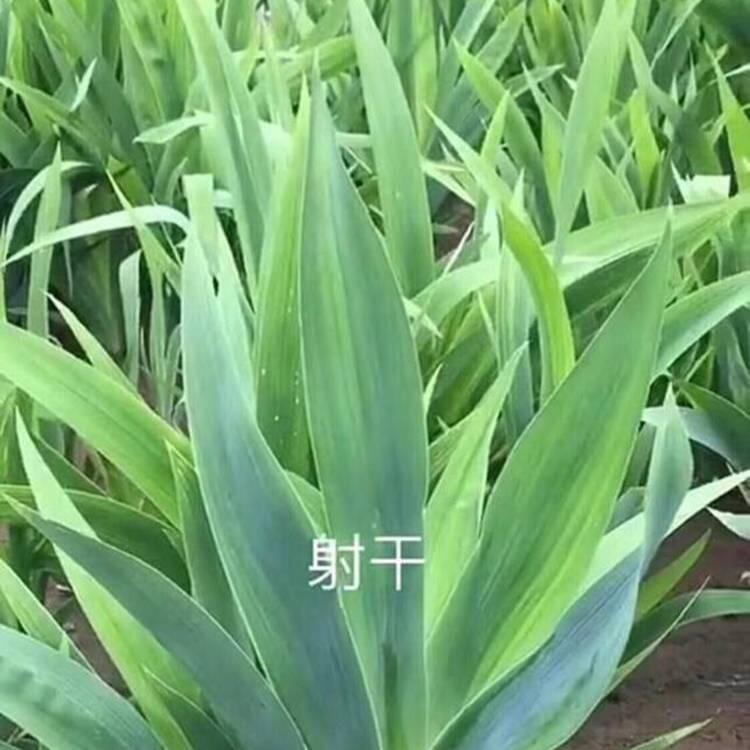 ֲЧĶ